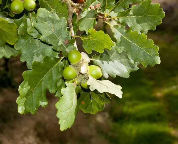 Ronde des arbres "A la rencontre du Chêne"