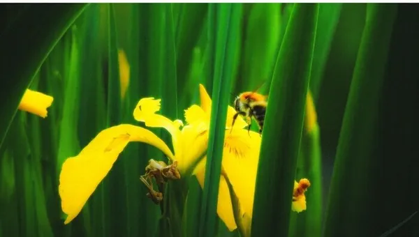 Balade naturaliste : l’art de la séduction à la florale