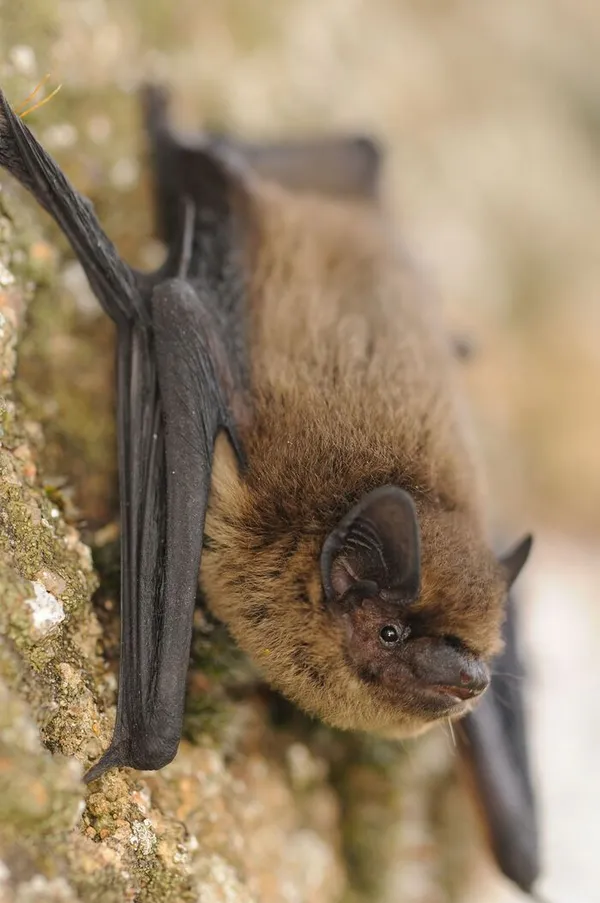Nuit de la Chauve-souris