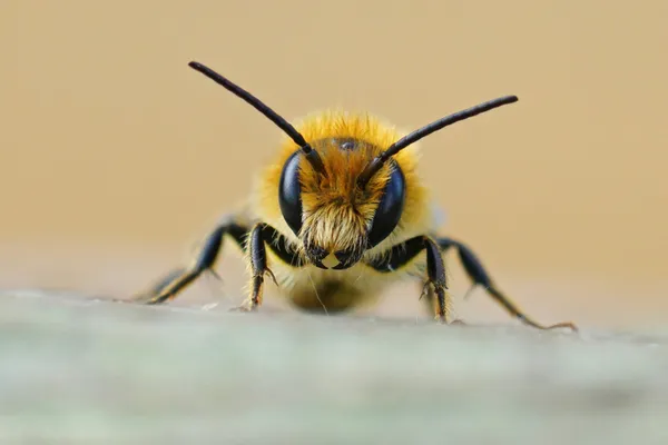 Les abeilles solitaires et la pollinisation
