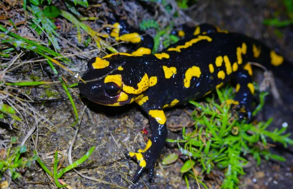 Sortie nocturne : les amphibiens