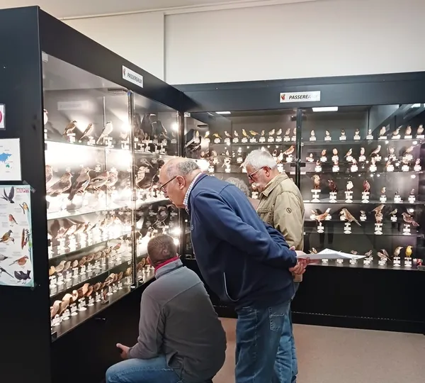 Visite des collections d'oiseaux