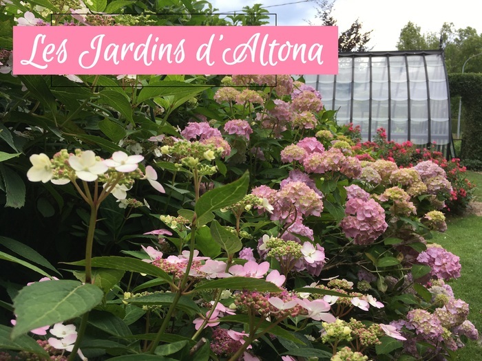 Découverte d'une collection d'hortensias et d'hydrangéas