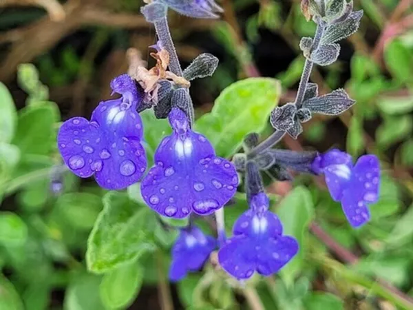 Visite commentée des jardins du château de l'Arthaudière