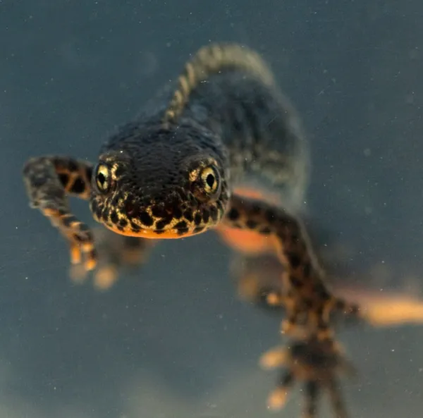 COMPLET | Les amphibiens de Normandie