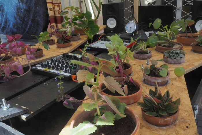Atelier "musico-botanique" (musique électronique à l'aide des plantes), avec "Le Zygophone de Chambre"