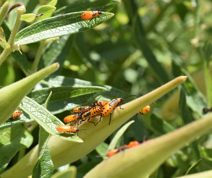 Apéro-conférence - Le quizz des insectes