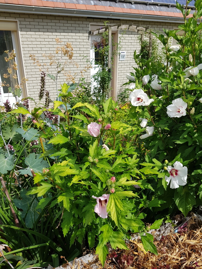 Visite découverte du jardin de Liberté