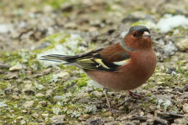 Balade naturaliste au bois du Piple
