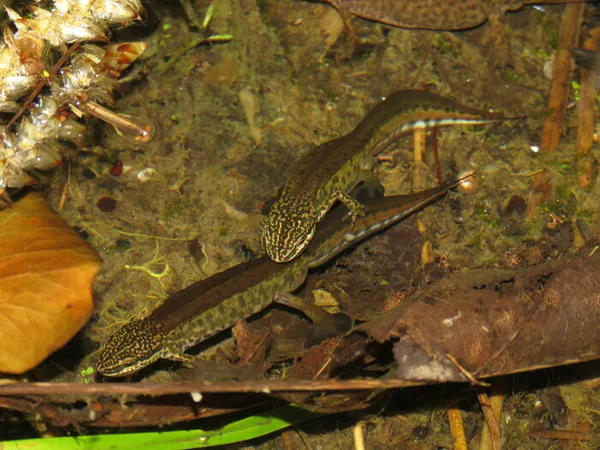 Découverte des amphibiens