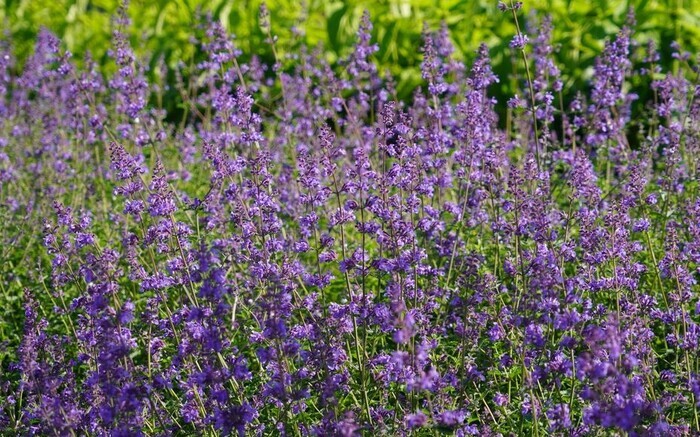 Histoire d’une plante : la cataire