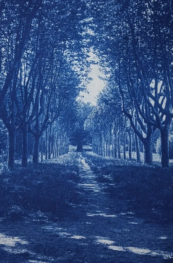 Atelier cyanotypes : créér en bleu de prusse