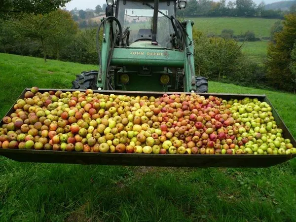 Atelier fabrication de jus de pomme