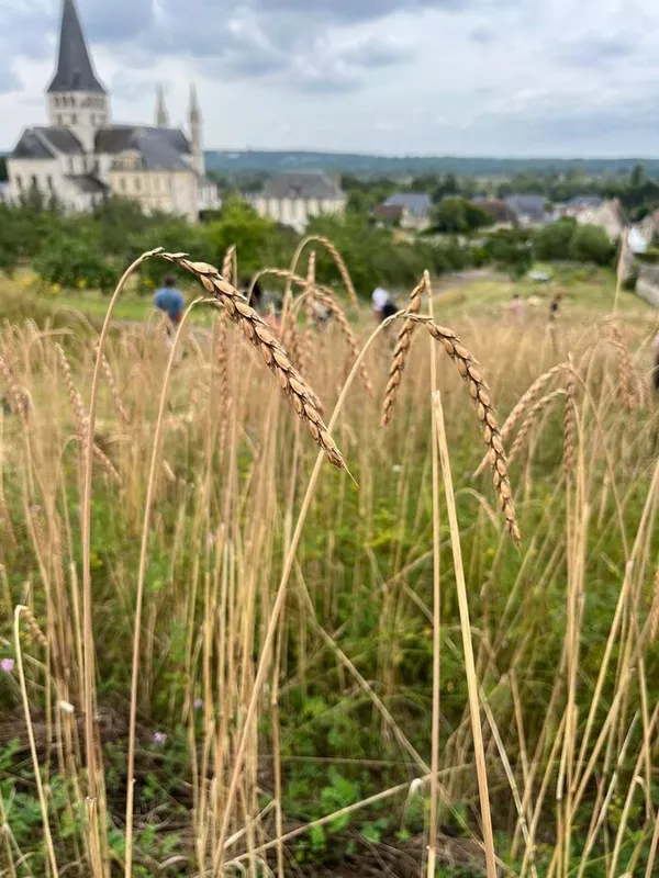 Atelier : couronne des moissons
