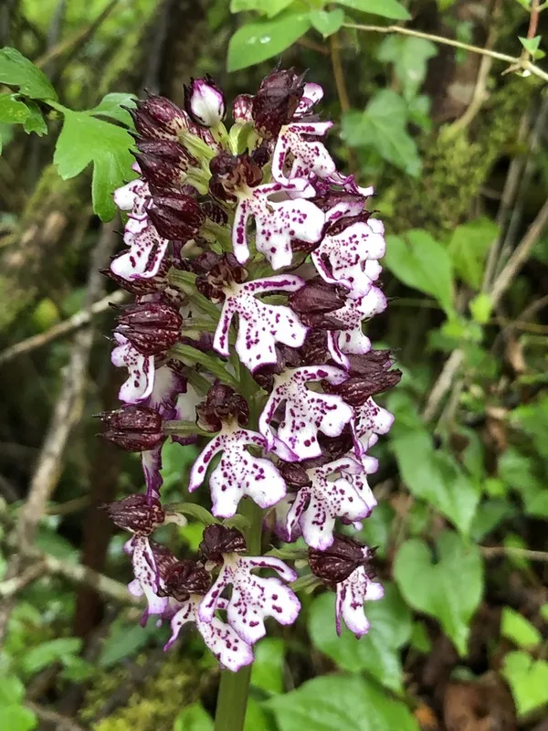 Balade à la découverte des orchidées sauvages