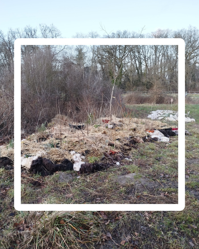 Chantier apprenant - Haie champêtre nourricière