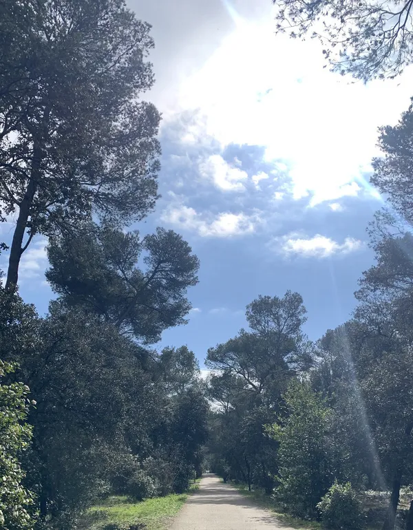 Visite : le chant des oiseaux au Bois de Montmaur