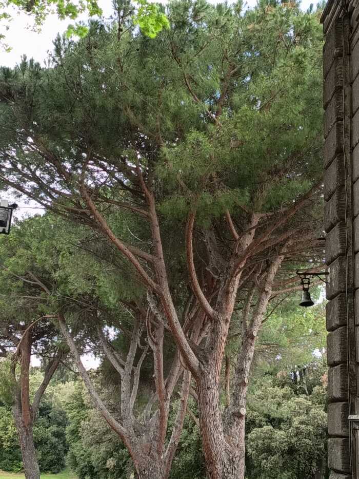 Exposition "Arbori e pomi" à la Villa Lante