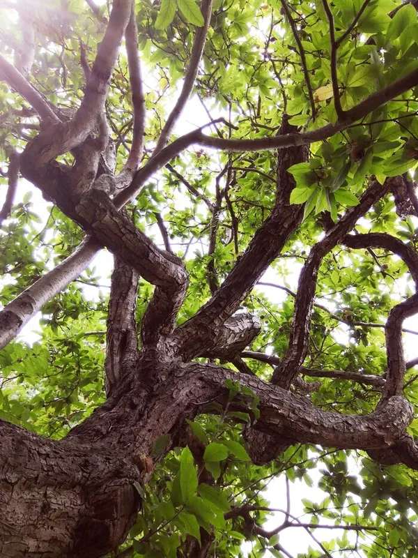 Immersion en nature : révélez votre œil de photographe