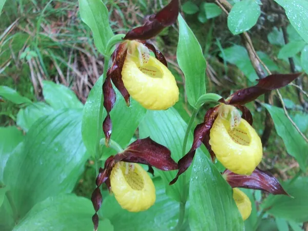 Visite du sentier des Orchidées