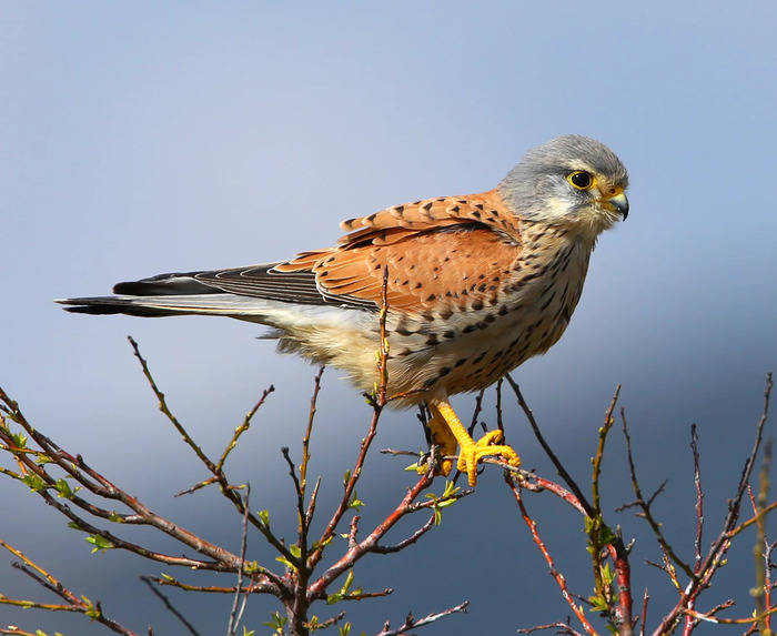 Le cluedo des rapaces