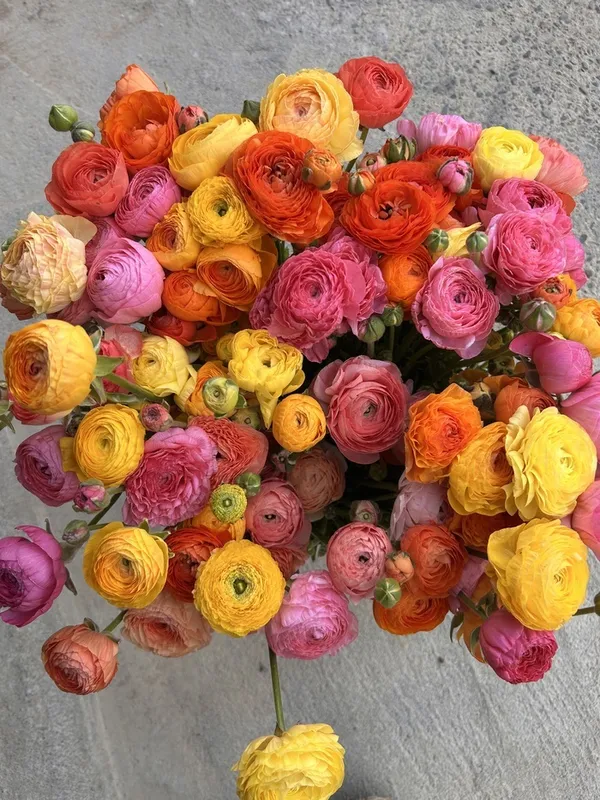 Visite de la ferme florale Casau Bon