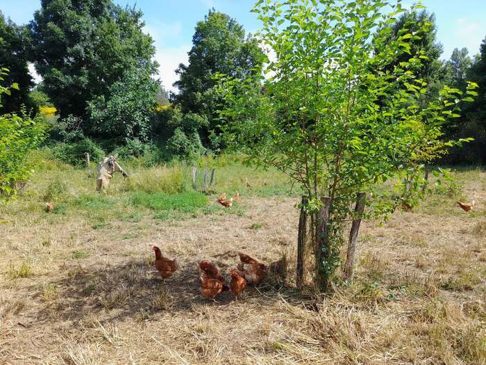 INNOV'ACTION : Parcours arborés en essences fourragères pour poules pondeuses