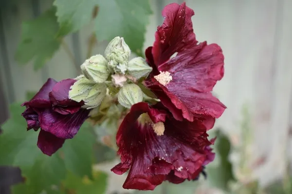 Fleurs à la loupe !