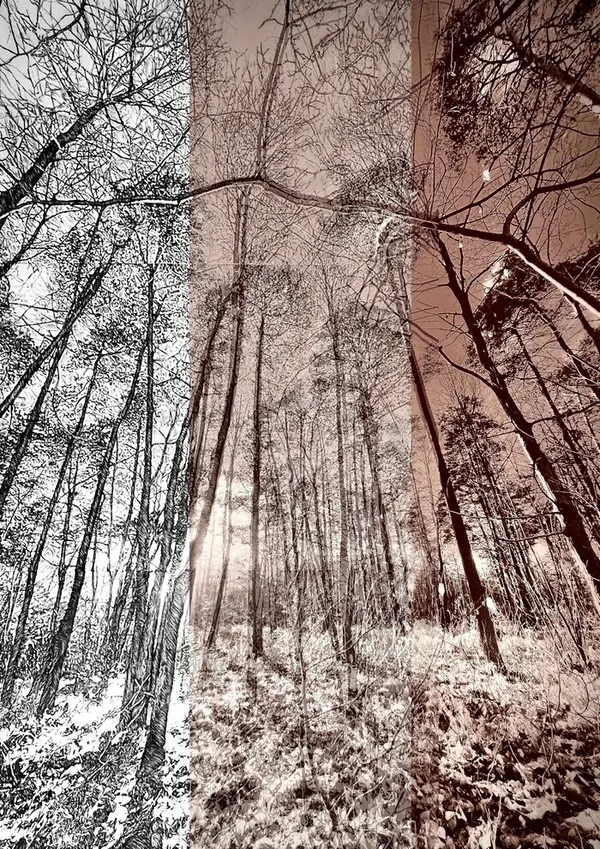 Caroline Leite « Métamorphoses photographiques »