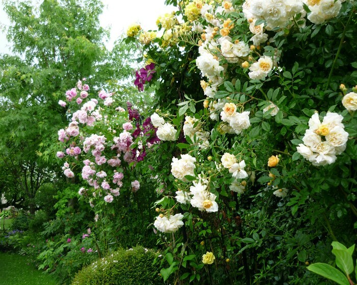 Découverte d'un jardin parfumé