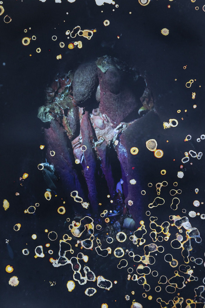 Exposition "Red bloom. Photographies d'Alice Pallot"