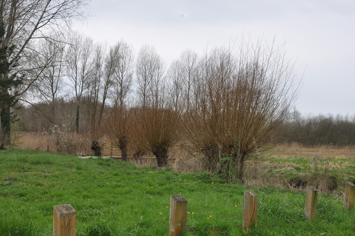 Balade "Entre Maye et marais"