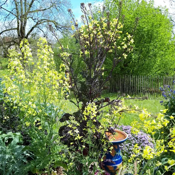 Un jardin chez Galiot