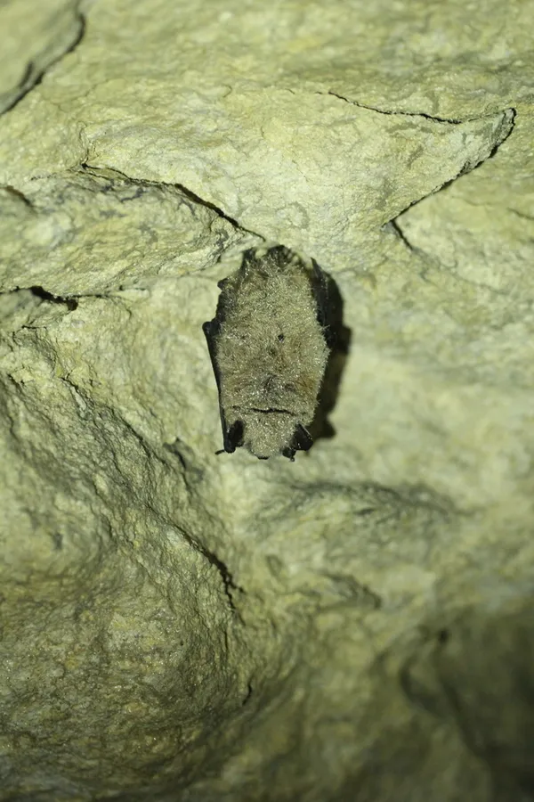 Les chauves-souris en hibernation