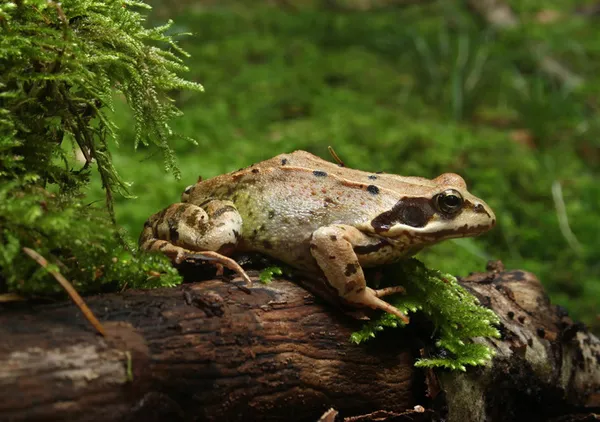 Faune sauvage du parc : mares, bassins et prairies