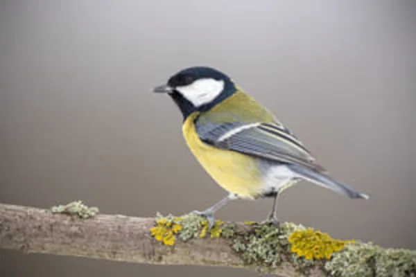 Entendre et observer les oiseaux