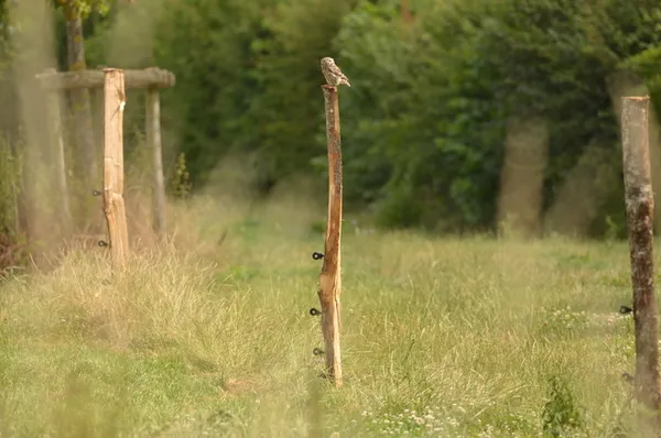 COMPLET / Balade naturaliste : chouette, un hibou !