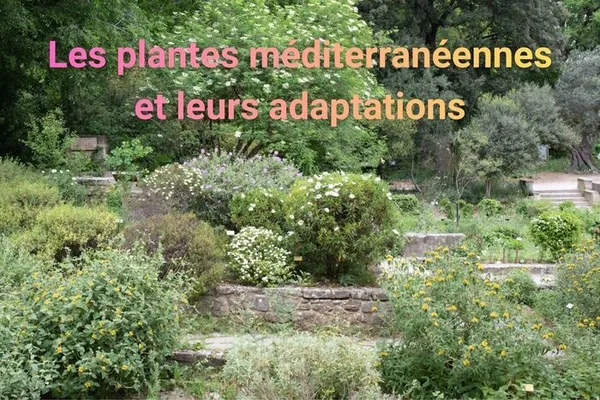 Visite pour les scolaires. Voir c'est comprendre : observons les caractéristiques des plantes méditerranéennes