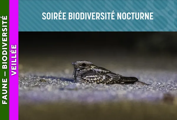 LANDES DE GASCOGNE - Soirée biodiversité nocturne