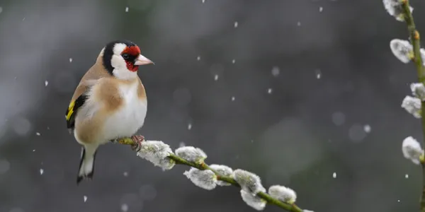 Les oiseaux, ces super-héros