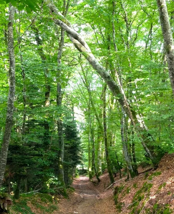 Pratique du bain de forêt®