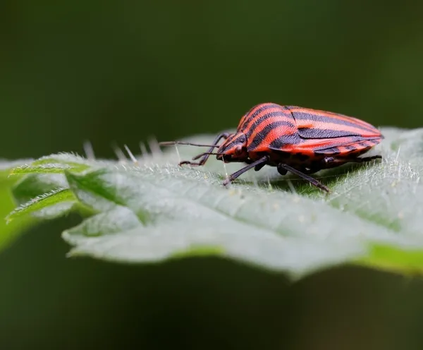 A la découverte des petites bêtes de la Jalle