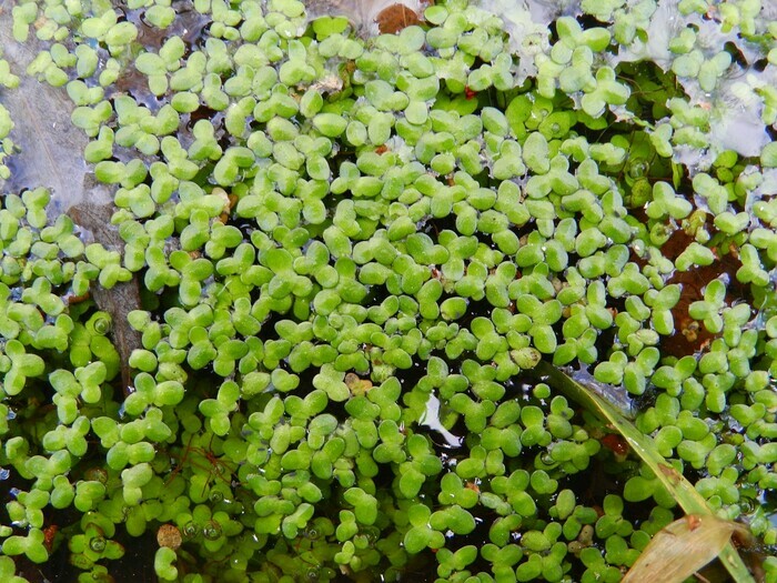 La vie palpitante des plantes aquatiques