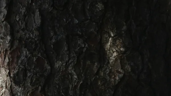 Balade naturaliste : "Entrelacs entre arbres"