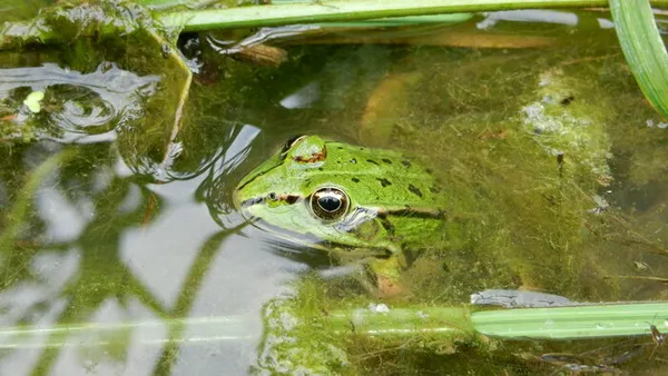 À la rencontre des amphibiens