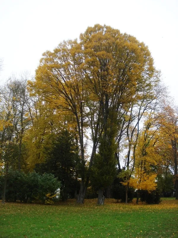 Parc Masson