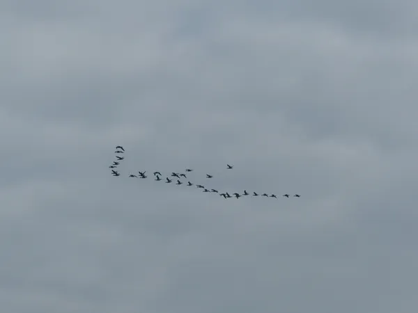 Balade nature "La migration"