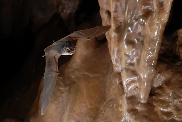 Les chauves-souris à La Fare les Oliviers
