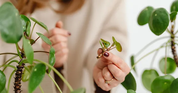 Troc de plantes