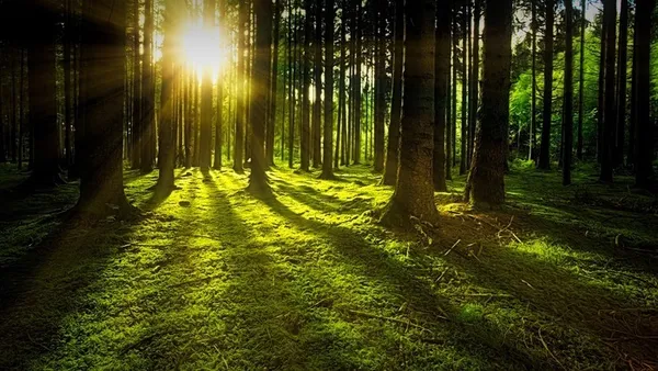 La gestion des forêts : du Moyen Âge à nos jours
